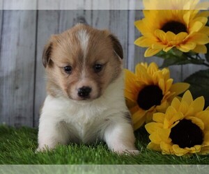 Pembroke Welsh Corgi Puppy for sale in FREDERICKSBG, OH, USA