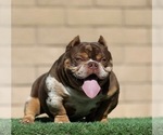 Small Photo #1 American Bully Puppy For Sale in LAS VEGAS, NV, USA