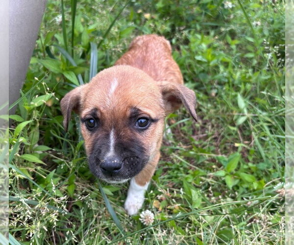Medium Photo #3 Boxer-Siberian Husky Mix Puppy For Sale in Chester, VA, USA