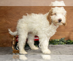 Small #2 Goldendoodle (Miniature)