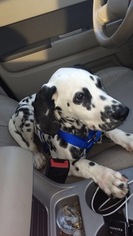Dalmatian Puppy for sale in GOODELLS, MI, USA