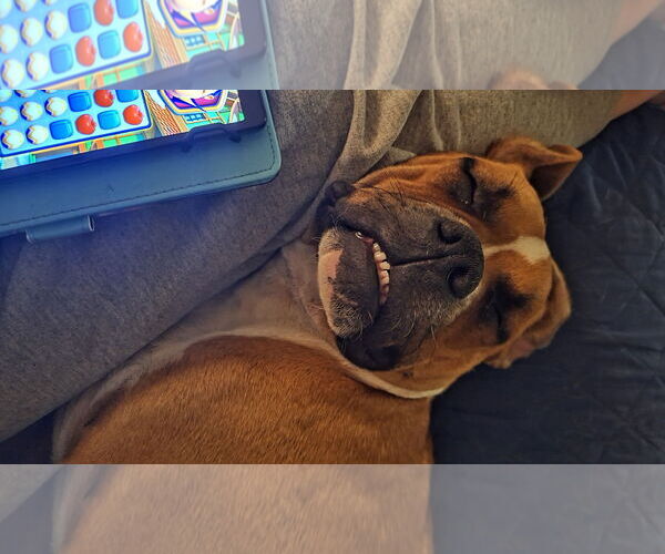 Medium Photo #2 Boxer Puppy For Sale in Burnsville, MN, USA