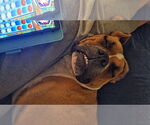 Small #1 Boxer