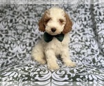 Small #1 Cockapoo (Miniature)