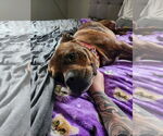 Small #13 American Staffordshire Terrier-Boxer Mix