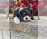 Small Photo #2 Cavalier King Charles Spaniel Puppy For Sale in CANOGA, NY, USA