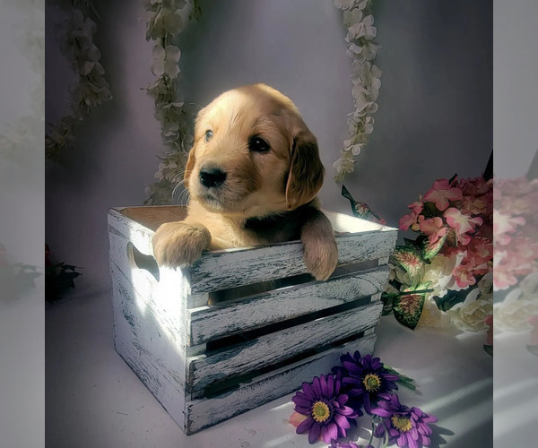 Medium Photo #1 Golden Retriever Puppy For Sale in PHELAN, CA, USA