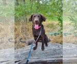 Small #6 Australian Shepherd Mix