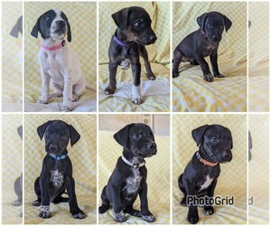 German Shorthaired Pointer-Unknown Mix Puppy for sale in ELLICOTT, CO, USA