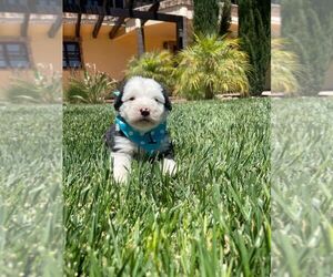 Old English Sheepdog Puppy for sale in ORANGE, CA, USA