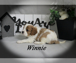 Small #12 Cavalier King Charles Spaniel