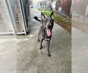 German Shepherd Dog-Unknown Mix Dogs for adoption in North Myrtle Beach, SC, USA