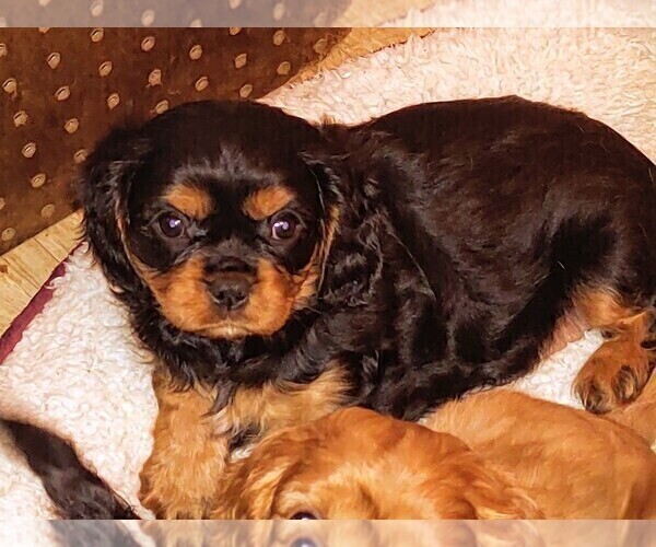 Medium Photo #6 Cavalier King Charles Spaniel Puppy For Sale in PORT ORCHARD, WA, USA