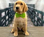 Small Photo #7 Labrador Retriever Puppy For Sale in ALAFAYA, FL, USA