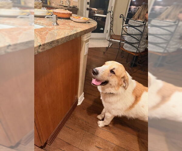 Medium Photo #2 Anatolian Pyrenees Puppy For Sale in MIDWAY, UT, USA