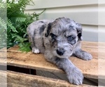 Small Photo #3 Aussiedoodle Miniature  Puppy For Sale in KNOB NOSTER, MO, USA