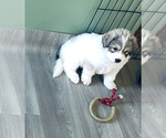 Puppy Puppy 1 Great Pyrenees