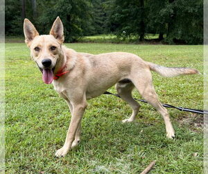 Wylie - Male Shepradors Dog for Adoption - Photo #2