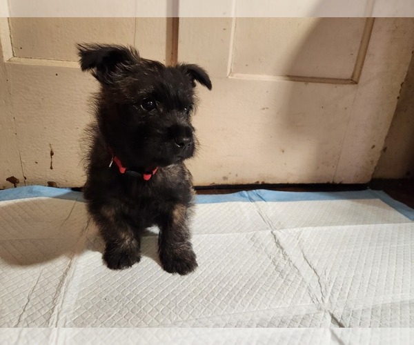 Medium Photo #1 Cairn Terrier Puppy For Sale in WINDHAM, NH, USA