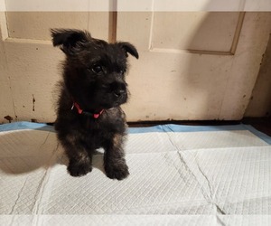 Cairn Terrier Puppy for sale in WINDHAM, NH, USA