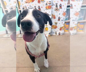 Zadie- Mrs personality - Female Border Collie-Unknown Mix Dog for Adoption - Photo #5