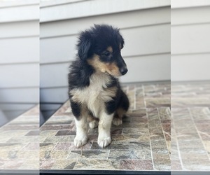 Border Collie-Collie Mix Puppy for sale in BELL GARDENS, CA, USA