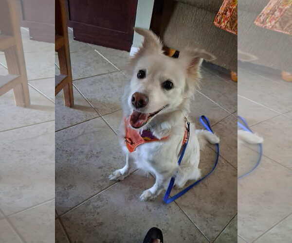 Medium Photo #10 American Eskimo Dog-Unknown Mix Puppy For Sale in Pikesville, MD, USA