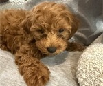 Small #11 Maltipoo