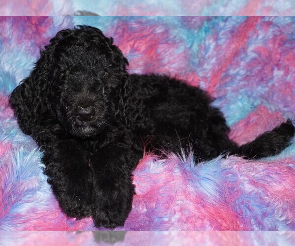 Medium Photo #5 Labradoodle Puppy For Sale in LA HABRA, CA, USA