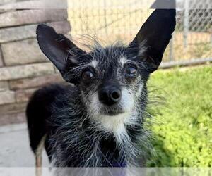 Chihuahua Dogs for adoption in Pueblo, CO, USA