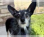 Small Chihuahua