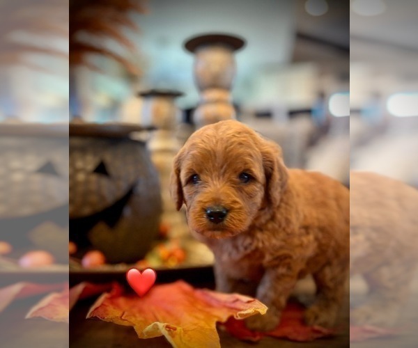Medium Photo #29 Goldendoodle (Miniature) Puppy For Sale in SAINT JAMES, MO, USA
