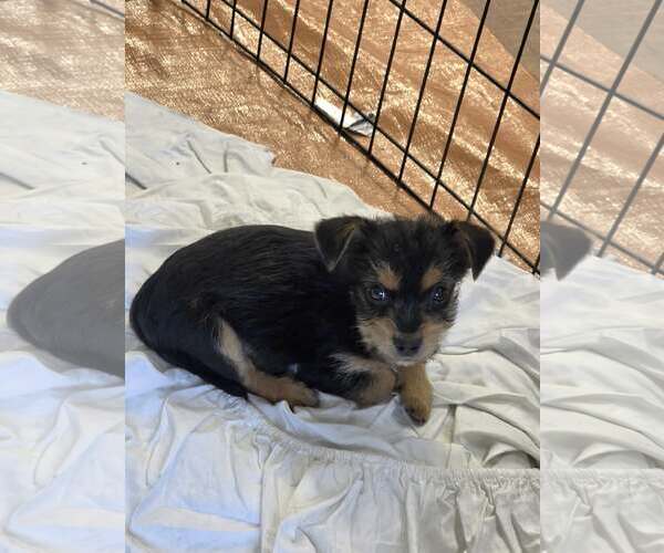 Medium Photo #2 Mutt Puppy For Sale in SHERBURNE, NY, USA