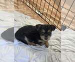 Small #1 Mutt