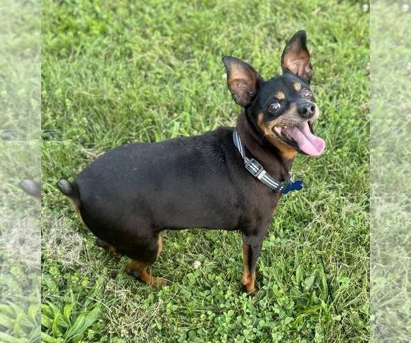 Medium Photo #2 Miniature Pinscher Puppy For Sale in Spring Lake, NC, USA