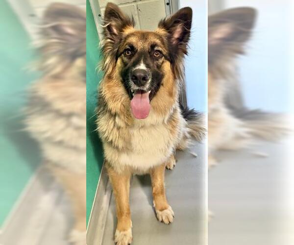Medium Photo #1 Australian Shepherd-Unknown Mix Puppy For Sale in Visalia, CA, USA