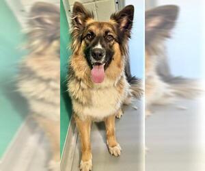 Australian Shepherd-Unknown Mix Dogs for adoption in Visalia, CA, USA