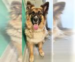 Small Australian Shepherd Mix