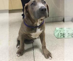 American Pit Bull Terrier-Unknown Mix Dogs for adoption in Riverside, CA, USA