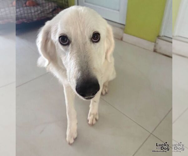 Medium Photo #2 Great Pyrenees-Retriever  Mix Puppy For Sale in Washington, DC, USA