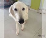 Small #1 Great Pyrenees-Retriever  Mix