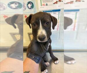 Labrador Retriever-Unknown Mix Dogs for adoption in Corpus Christi, TX, USA