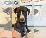 Small Labrador Retriever Mix