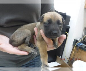 German Shepherd Dog-Unknown Mix Dogs for adoption in Oroville, CA, USA