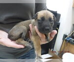 Small German Shepherd Dog Mix