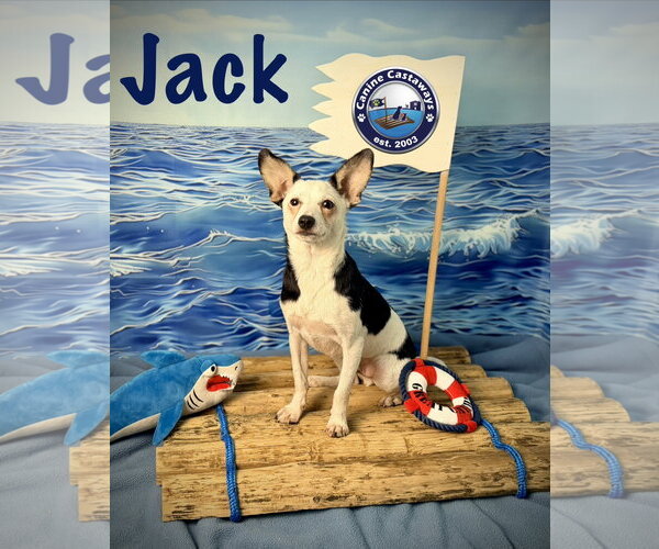 Medium Photo #7 Taco Terrier Puppy For Sale in Arcadia, FL, USA