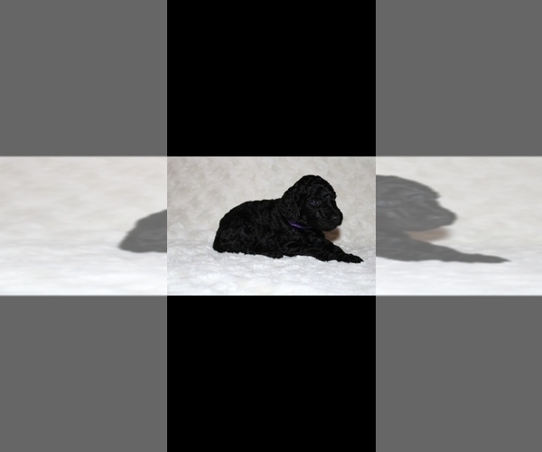 Medium Photo #5 Poodle (Standard) Puppy For Sale in SPRING, TX, USA