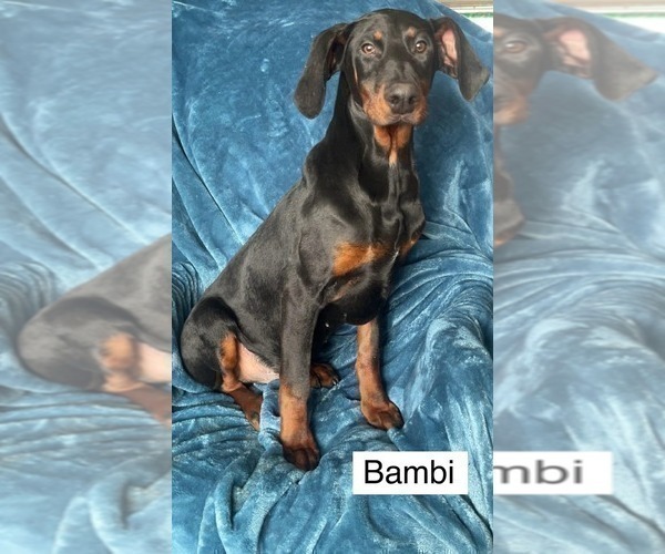 Medium Photo #8 Doberman Pinscher Puppy For Sale in POMEROY, OH, USA