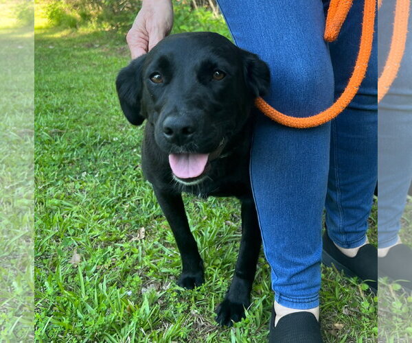 Medium Photo #1 Labrador Retriever Puppy For Sale in McCormick, SC, USA