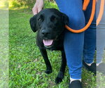 Small Labrador Retriever